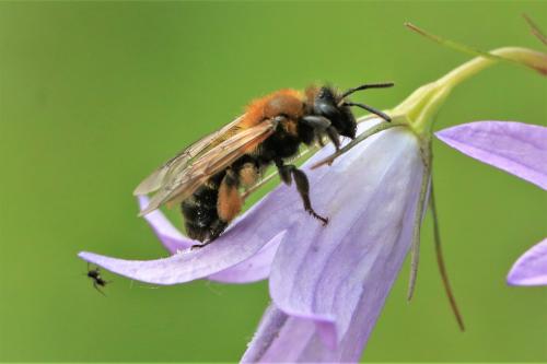 Andrena bicolor